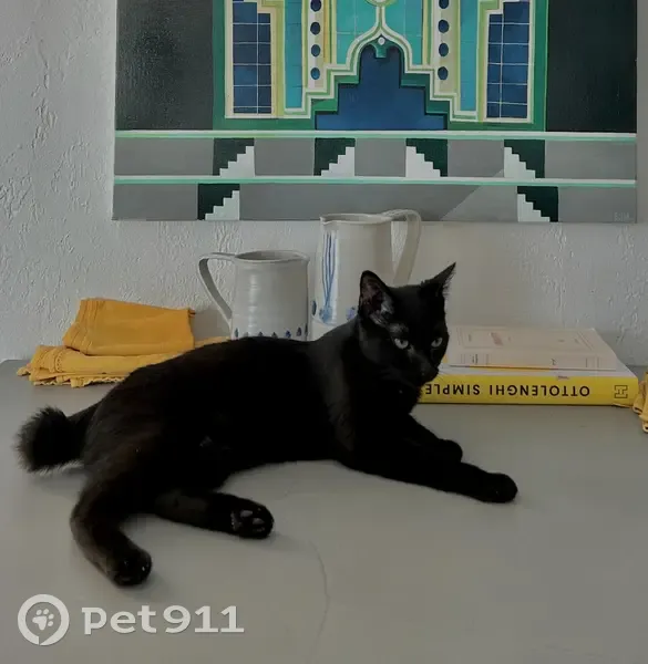 Chat noir perdu près Place Palais - photo
