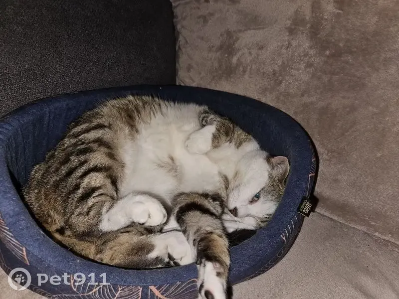 Chat Kalin adopté disparu à Bruges - photo