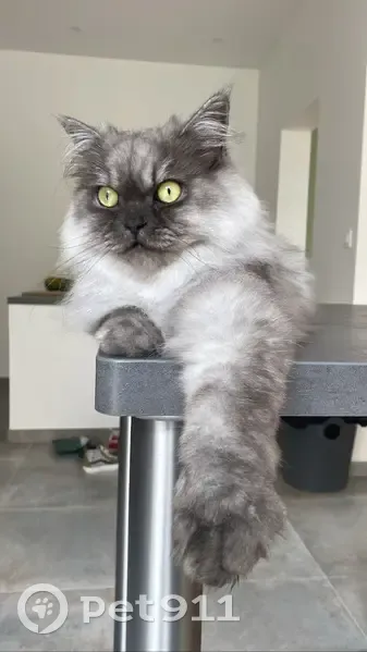 Chat persan perdu - Minimes - photo