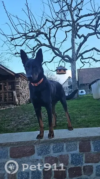 Chien Turbo perdu près de Wentzwiller - photo