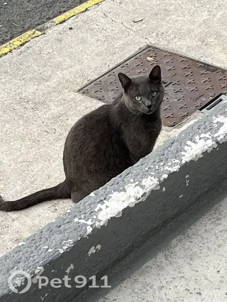 Chaton câlin trouvé à Perpignan - photo