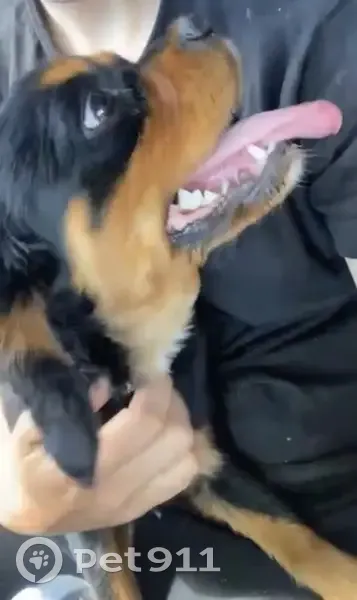 Chien noir et feu perdu à Pia - photo