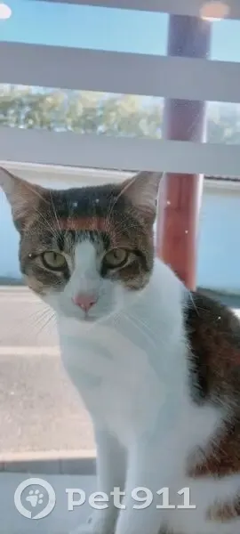 Chat tigré blanc trouvé à Peyrehorade - photo