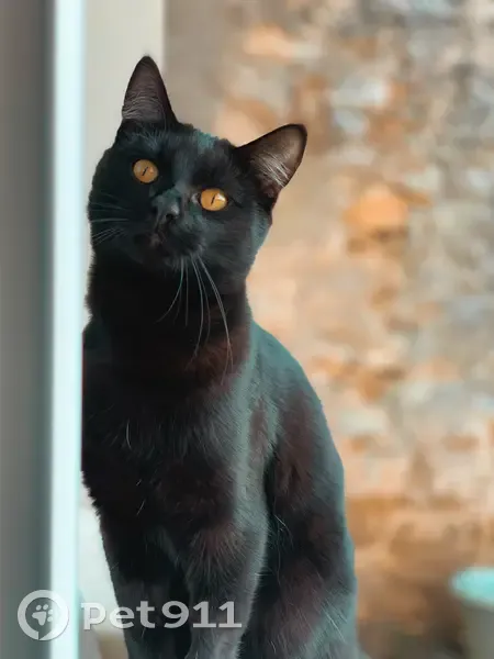 Chat noir perdu - Épinal - photo