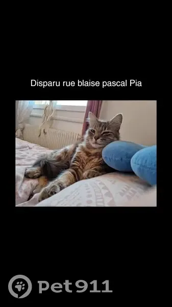 Chat écaille dodu perdu à Pia - photo