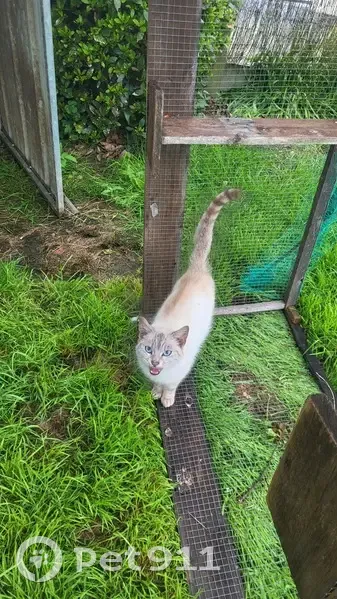 Chat tigré trouvé à Varades - photo