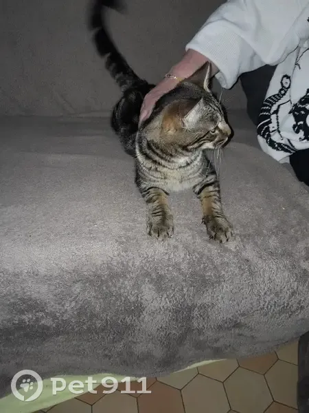 Chat retrouvé à Morée le 8 Mai - photo