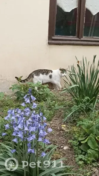 Chat tigré perdu à Villers-Carbonnel - photo