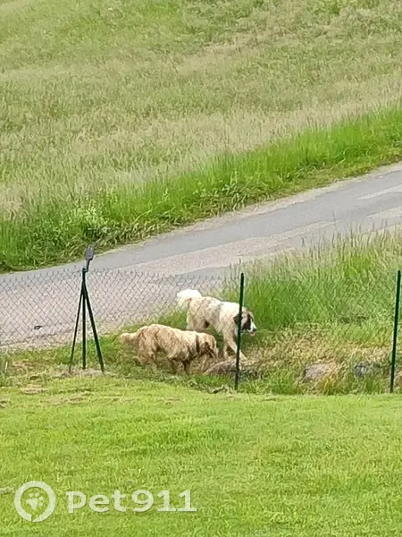 Chien trouvé à Vallières - photo