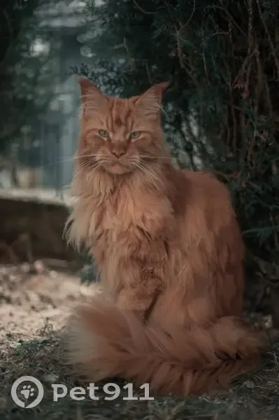 Chat Maine Coon perdu à Duttlenheim - photo