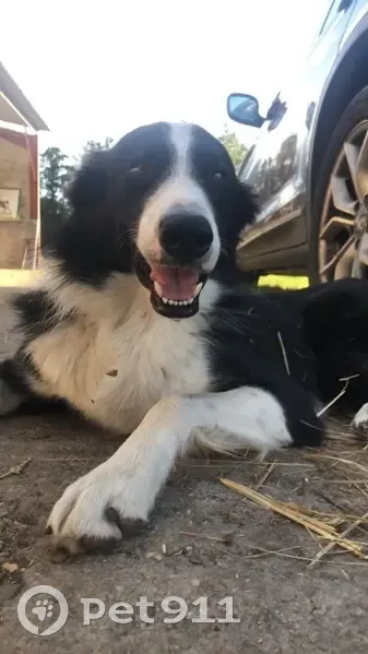 Chien Border Collie Perdu - photo