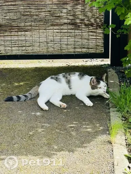 Chaton perdu à Metz - Rue J.F. Jeannel - photo
