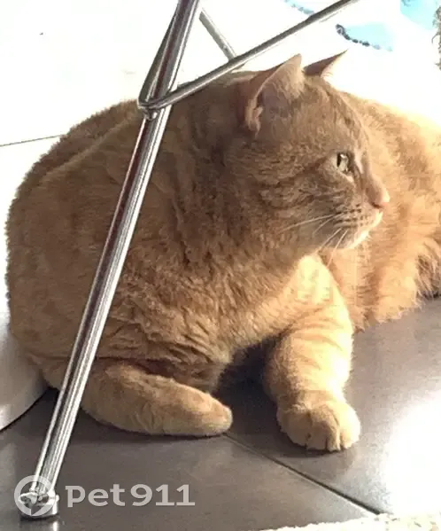 Chat roux sociable trouvé à Beauville - photo