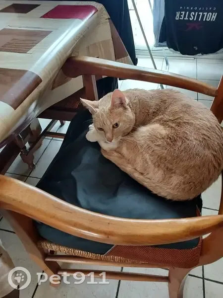 Chat caramel perdu à Doué-en-Anjou - photo