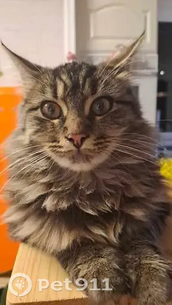 Chaton Kashik perdu à Leffrinckoucke - photo