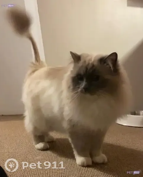 Chat Sacré de Birmanie perdu - photo