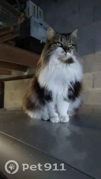 Chatte blanche/marron perdue - photo