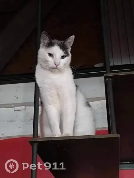Chat blanc/gris perdu à Villechétif - photo