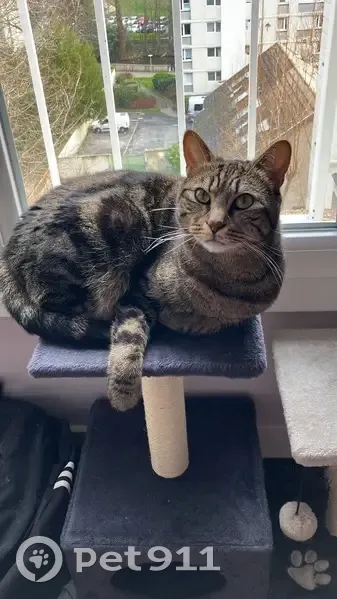 Chat perdu : Européen tigré mince - photo