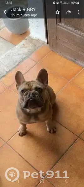 Rémi, Bouledogue Français Perdu - photo