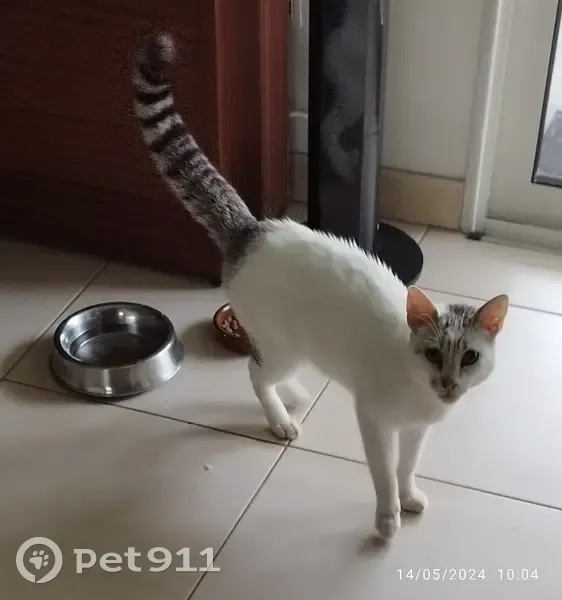Chat blanc tacheté trouvé à Villemade - photo