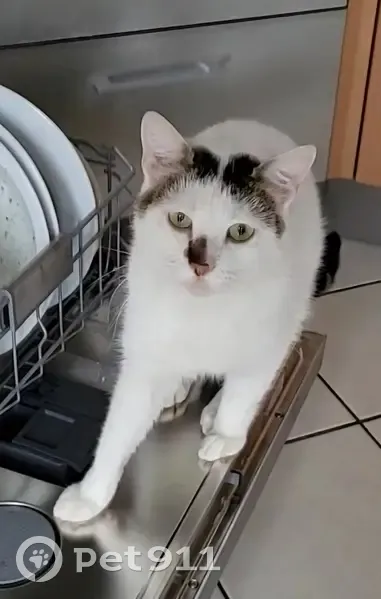 Chat Rambo disparu à Wattignies - photo