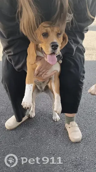 Chien perdu à Laruscade retrouvé - photo