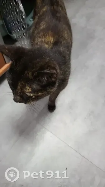 Chatte écaille de tortue trouvée - photo