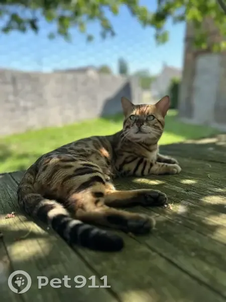 Chat perdu à Frenelles-en-Vexin - photo