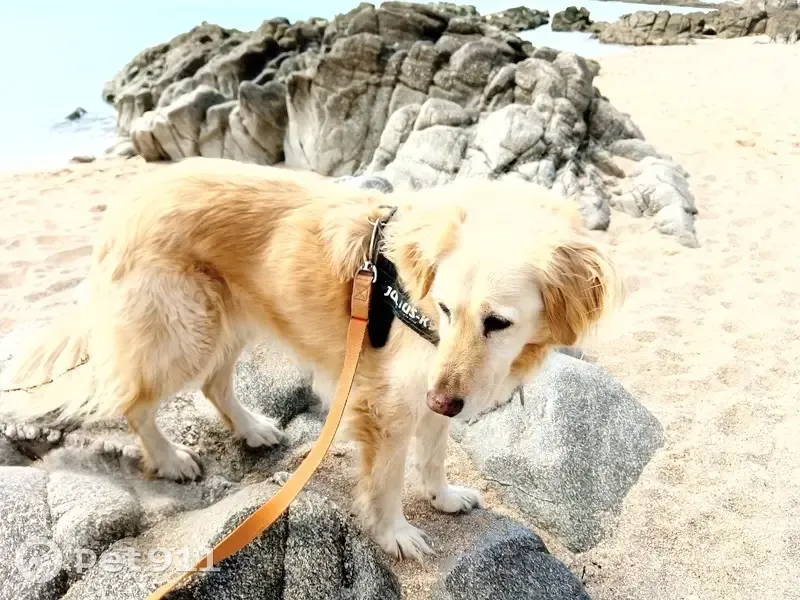 Chienne dorée perdue à Rétaud - photo