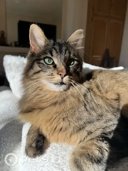 Chat tigré perdu, Bordeaux - photo