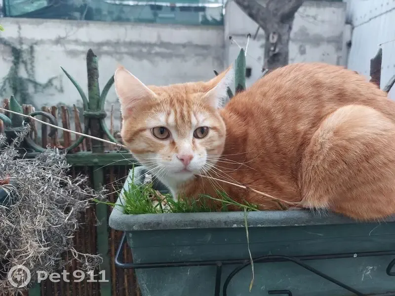 Chat Roux Perdu - Aubervilliers - photo