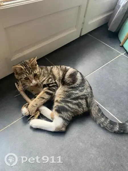Avis de recherche: Tigrou - photo