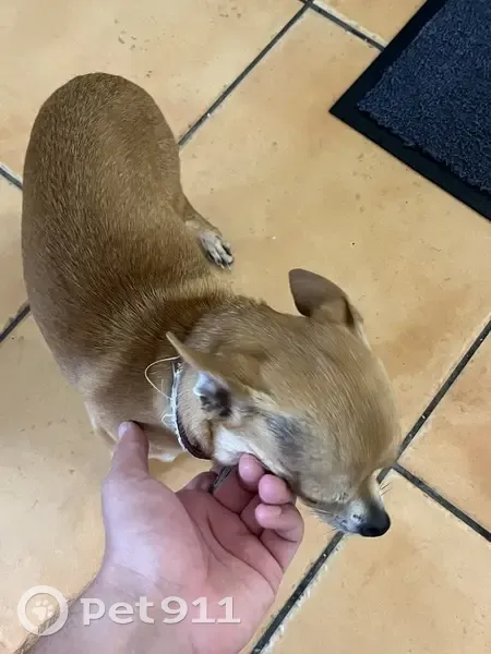 Chihuahua marron perdu à Ajaccio - photo