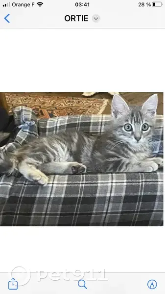 Chaton gris perdu - Paris 15 - photo