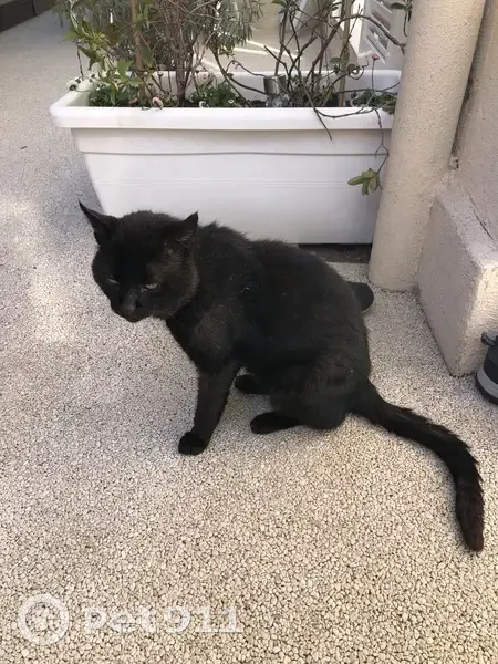 Chat noir revigoré à Nice - photo