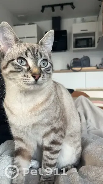 Chat tigré perdu à Bordeaux - photo