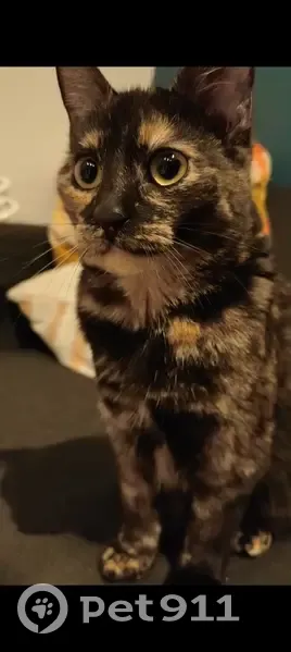 Chaton écaille perdu à Lille - photo