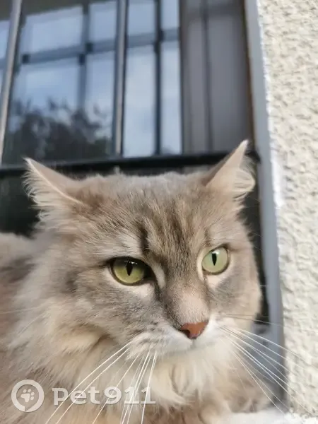 Chatte grise perdue à Athis-Mons - photo