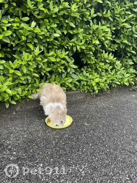 Chat crème et blanc trouvé à Chanaz - photo