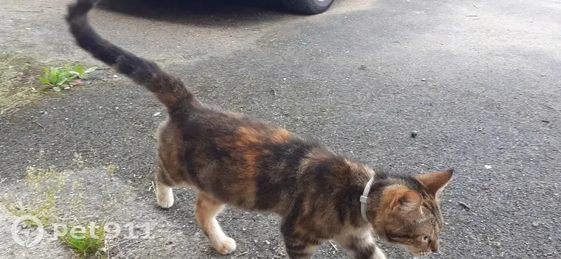 Chat tricolore trouvé à Paris - photo