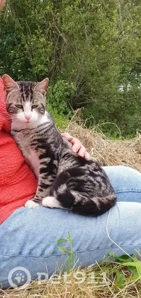Chat gris doux trouvé à Monteton - photo