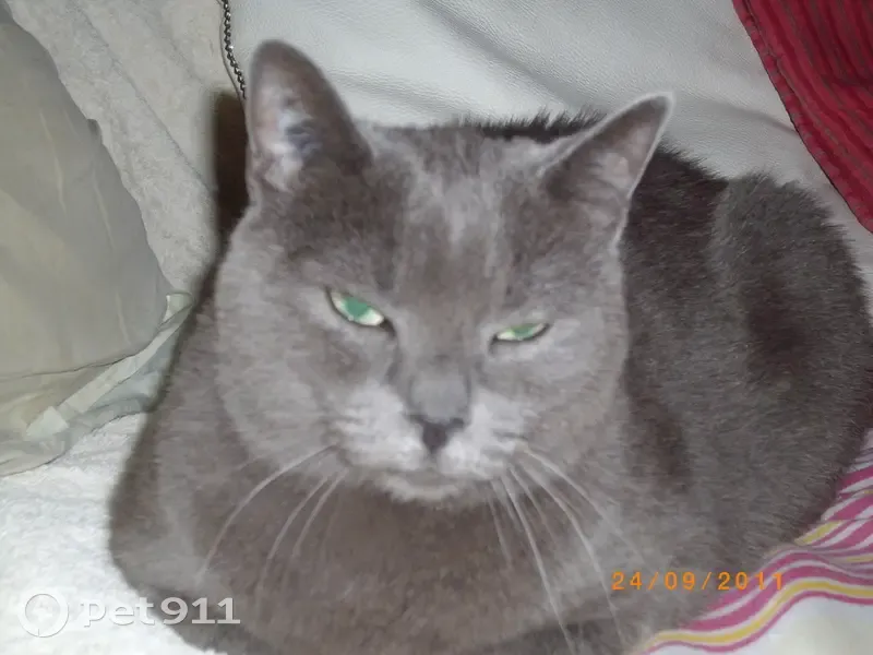 Chatte Chartreux perdue à Rivesaltes - photo
