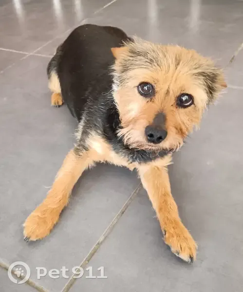 Chien perdu à Rouillac 226 - photo