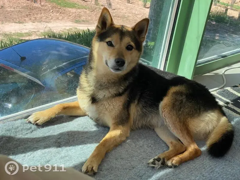 Shiba Inu perdu à Pourrières - photo