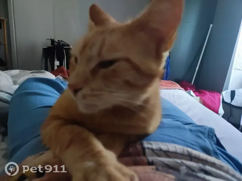 Chatte rousse perdue à Rieux - photo