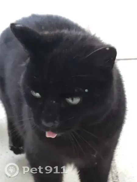 Chat noir trouvé à Arnas - photo