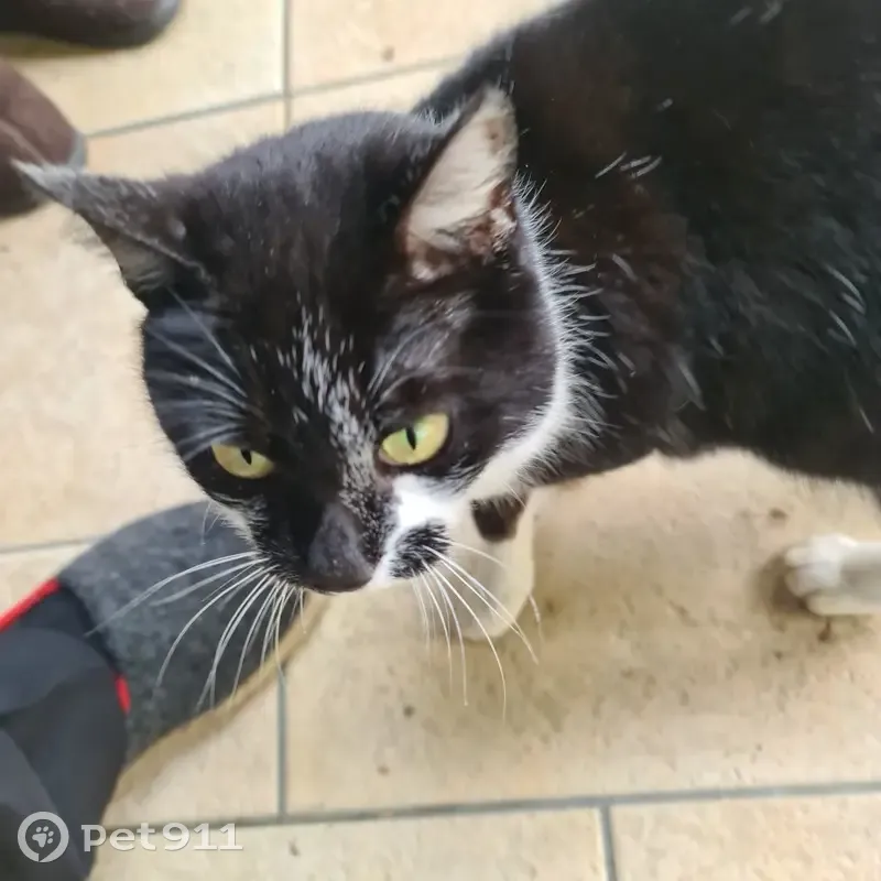 Chat retrouvé au Lindois, NA - photo