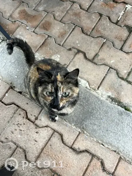 Chat câlin trouvé à Vétraz-Monthoux - photo