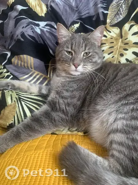 Chat Sniper perdu aux Mathes - photo